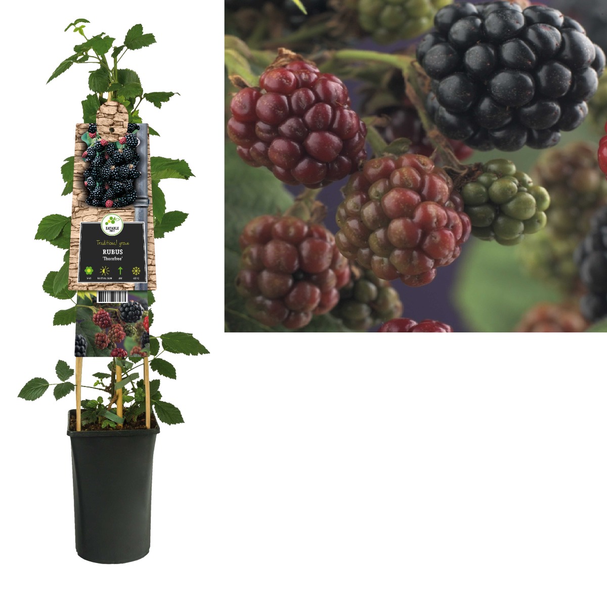 Doornloze braam (Rubus 'Thornfree') H 75