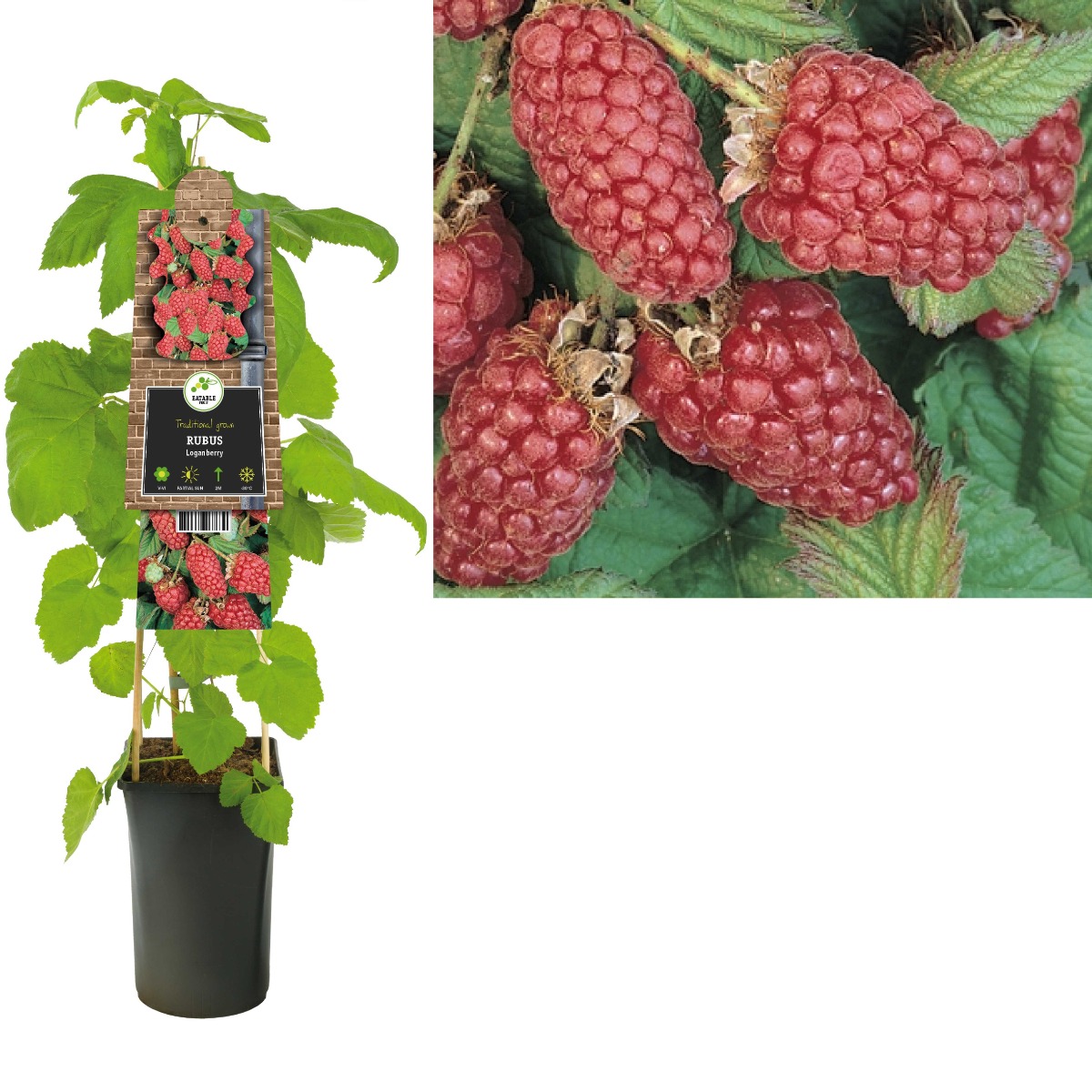 Loganbes (Rubus Loganberry) H 75