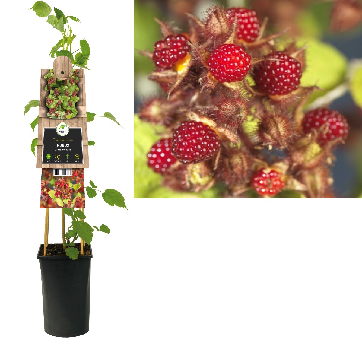 Japanse wijnbes (Rubus phoenicolasius) H 75
