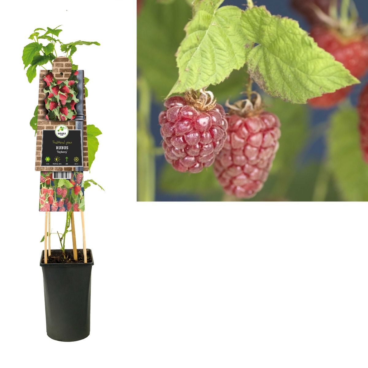 Braamboos (Rubus 'Tayberry') H 75