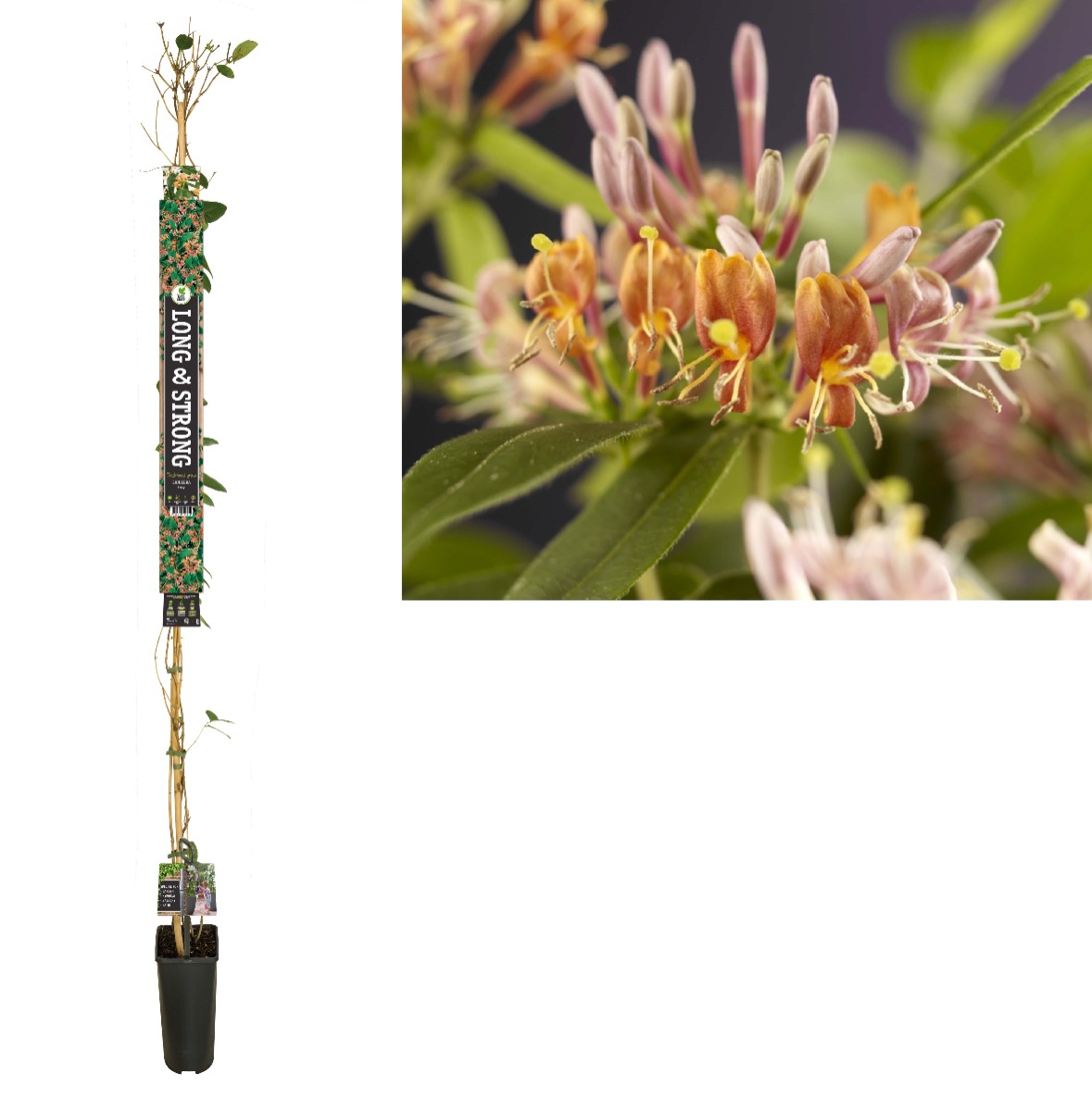 Kamperfoelie (Lonicera henryi) H 215