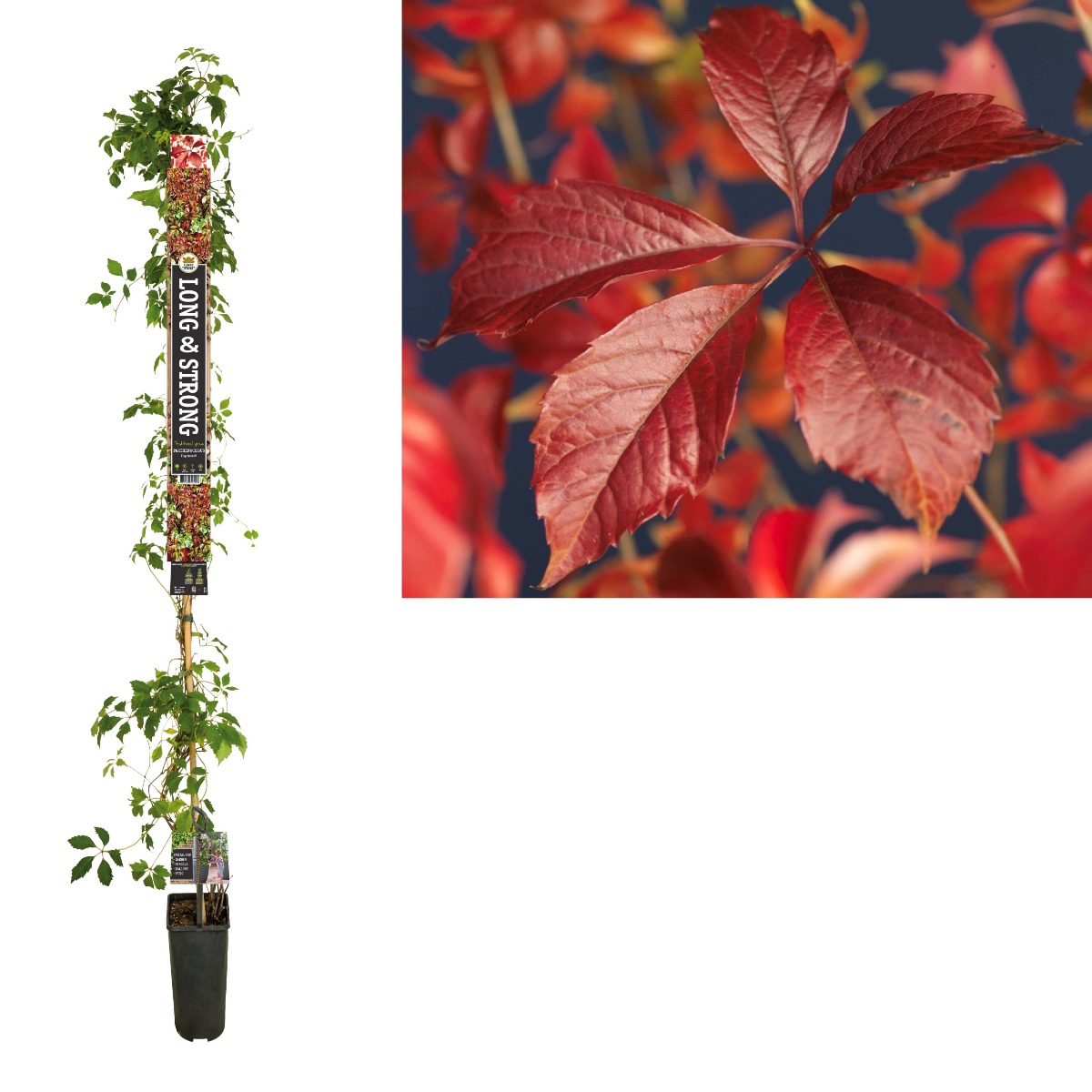 Wilde wingerd (Parthenocissus 'Engelmannii') H 215