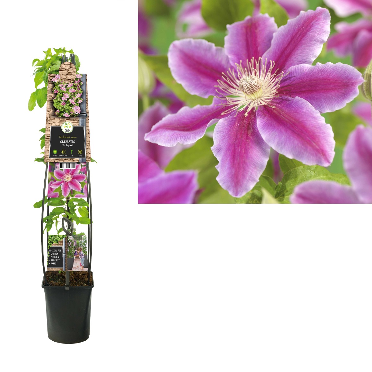 Bosrank (Clematis 'Dr. Ruppel') H 120