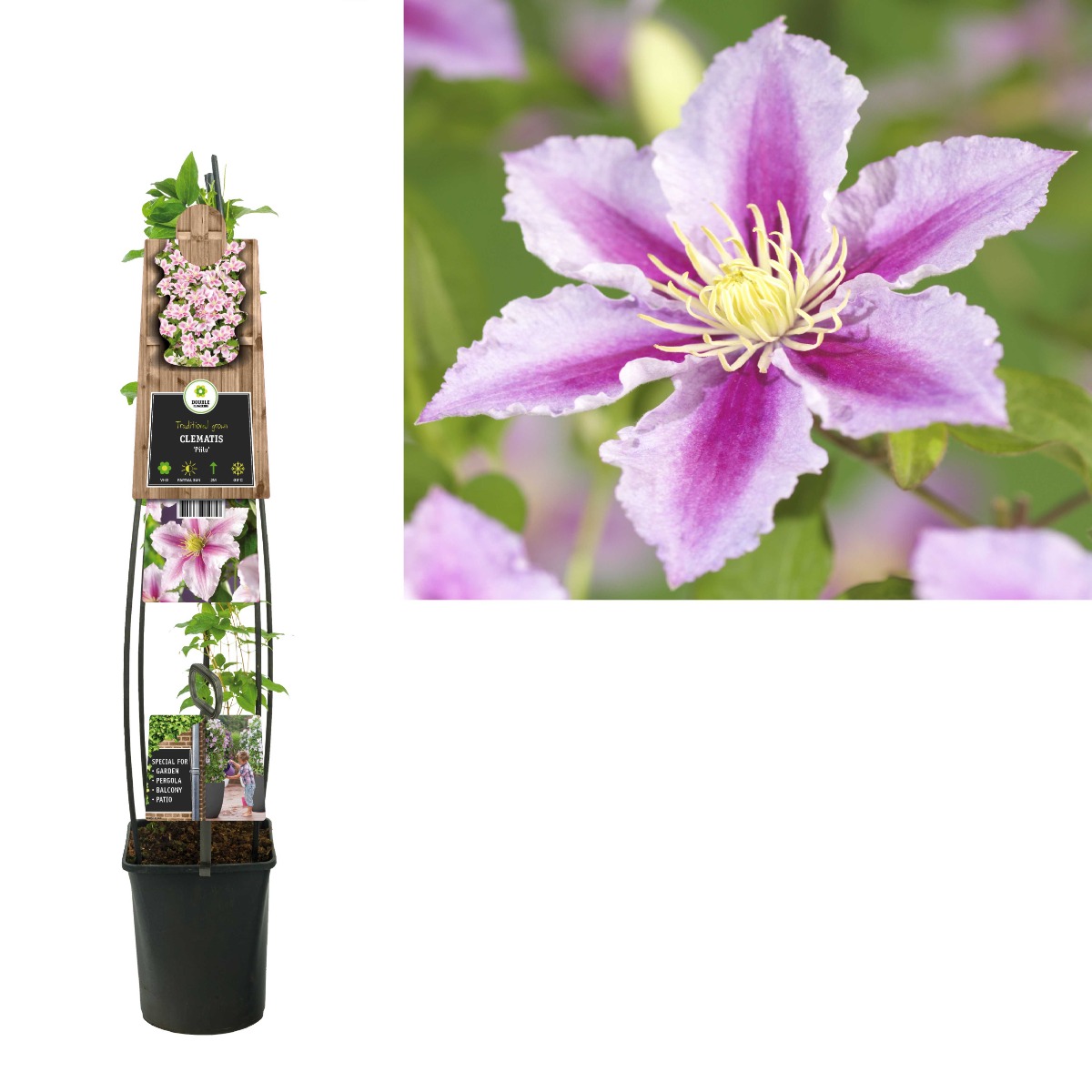 Bosrank (Clematis 'Piilu') H 120