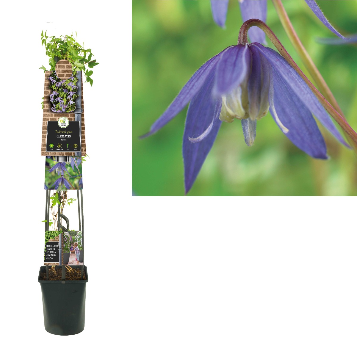 Bosrank (Clematis alpina) H 120