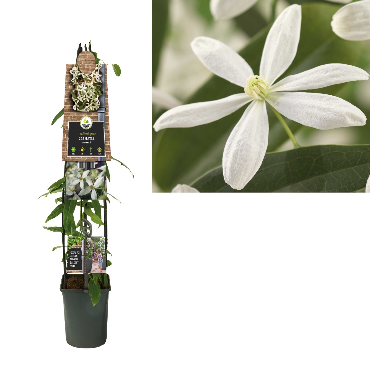 Bosrank (Clematis armandii) H 120