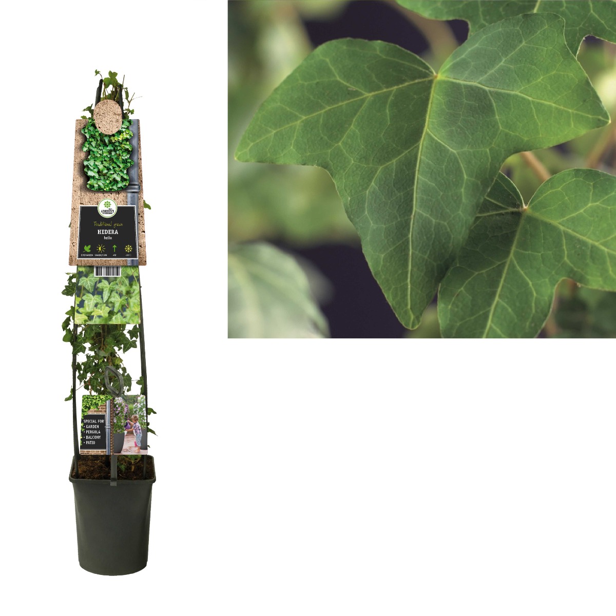 Klimop (Hedera helix) H 120