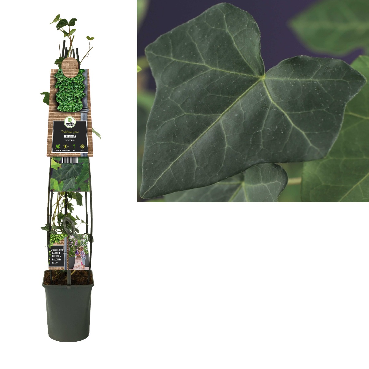 Klimop (Hedera hibernica) H 120