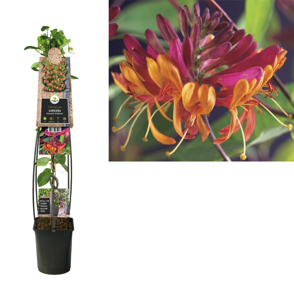 Kamperfoelie (Lonicera heckrottii 'Goldflame') H 120