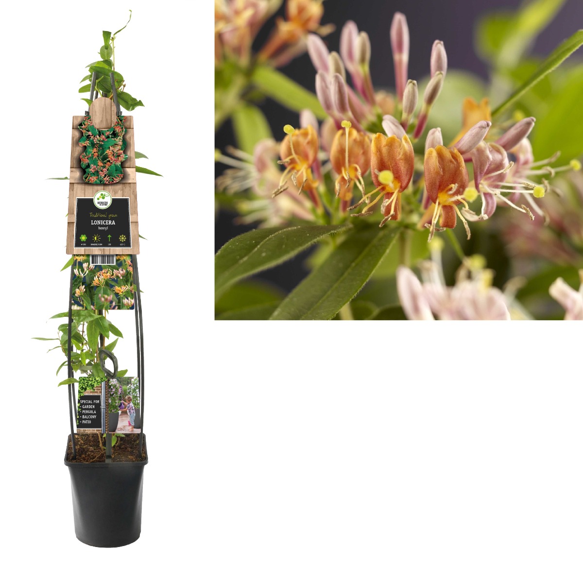 Kamperfoelie (Lonicera henryi) H 120
