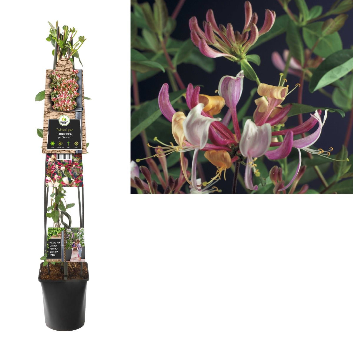 Kamperfoelie (Lonicera per. 'Serotina') H 120