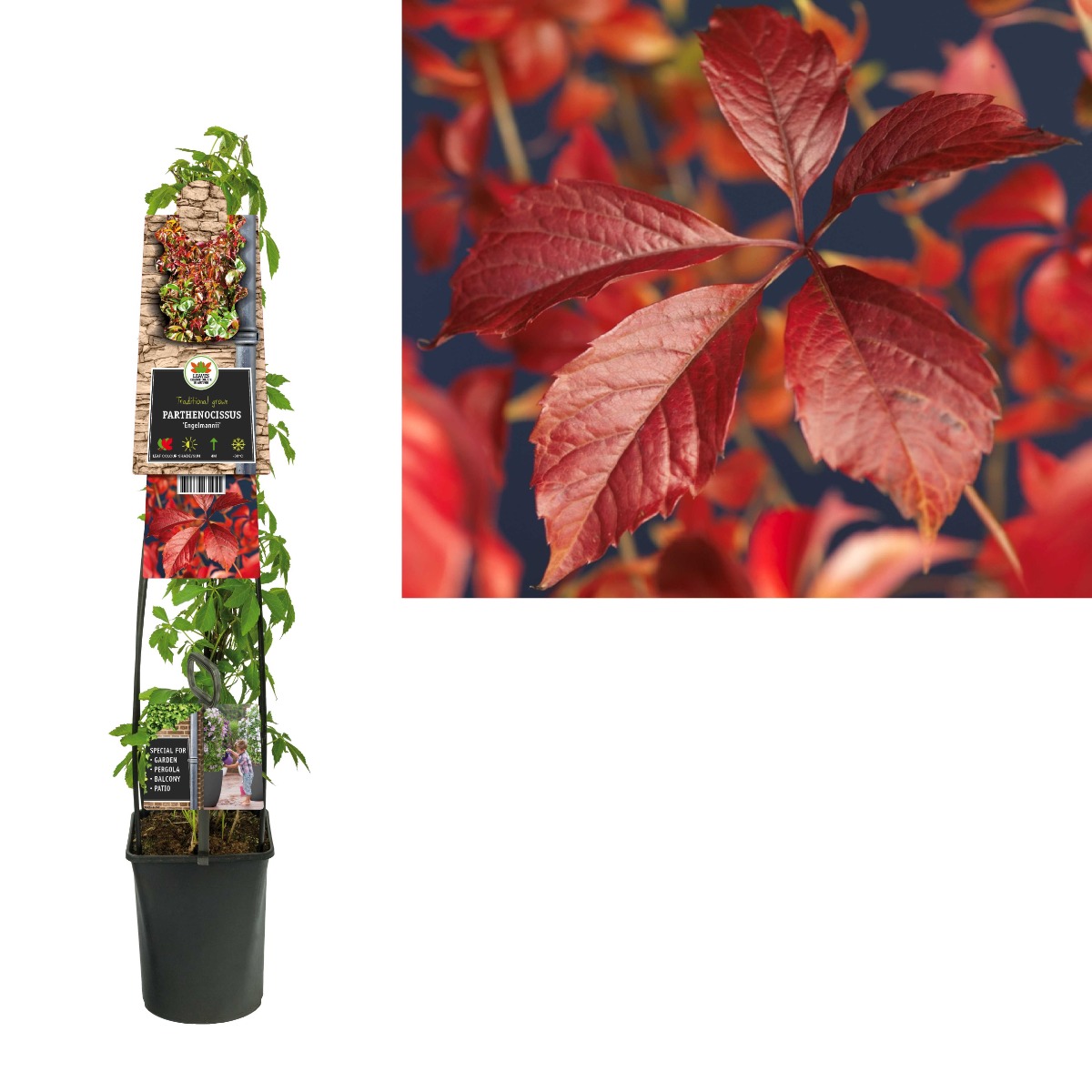 Wilde wingerd (Parthenocissus 'Engelmannii') H 120
