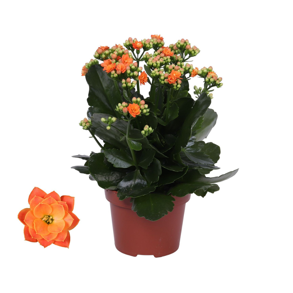 Woestijnroos (Kalanchoe Blossfeldiana) H 24 ø 12 cm