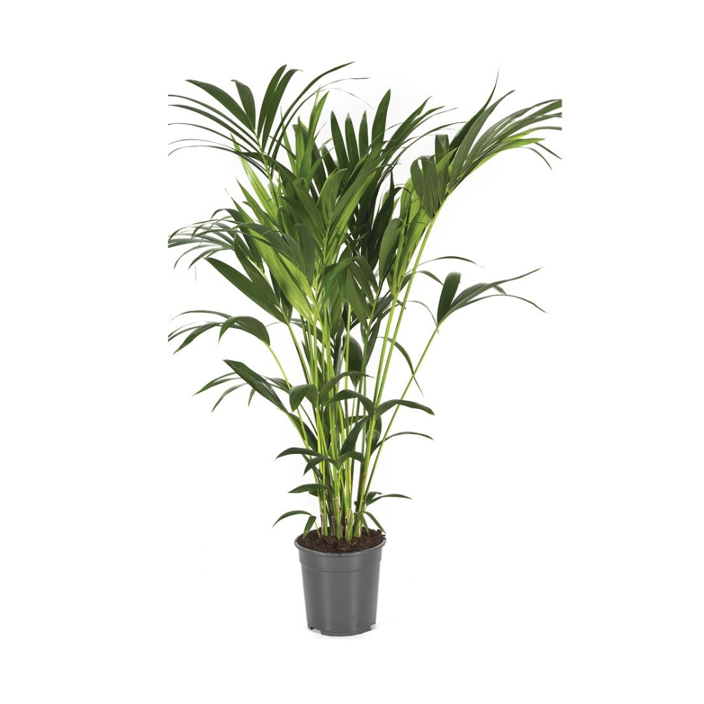 Kentia palm (Howea Forsteriana) H 120 ø 24 cm