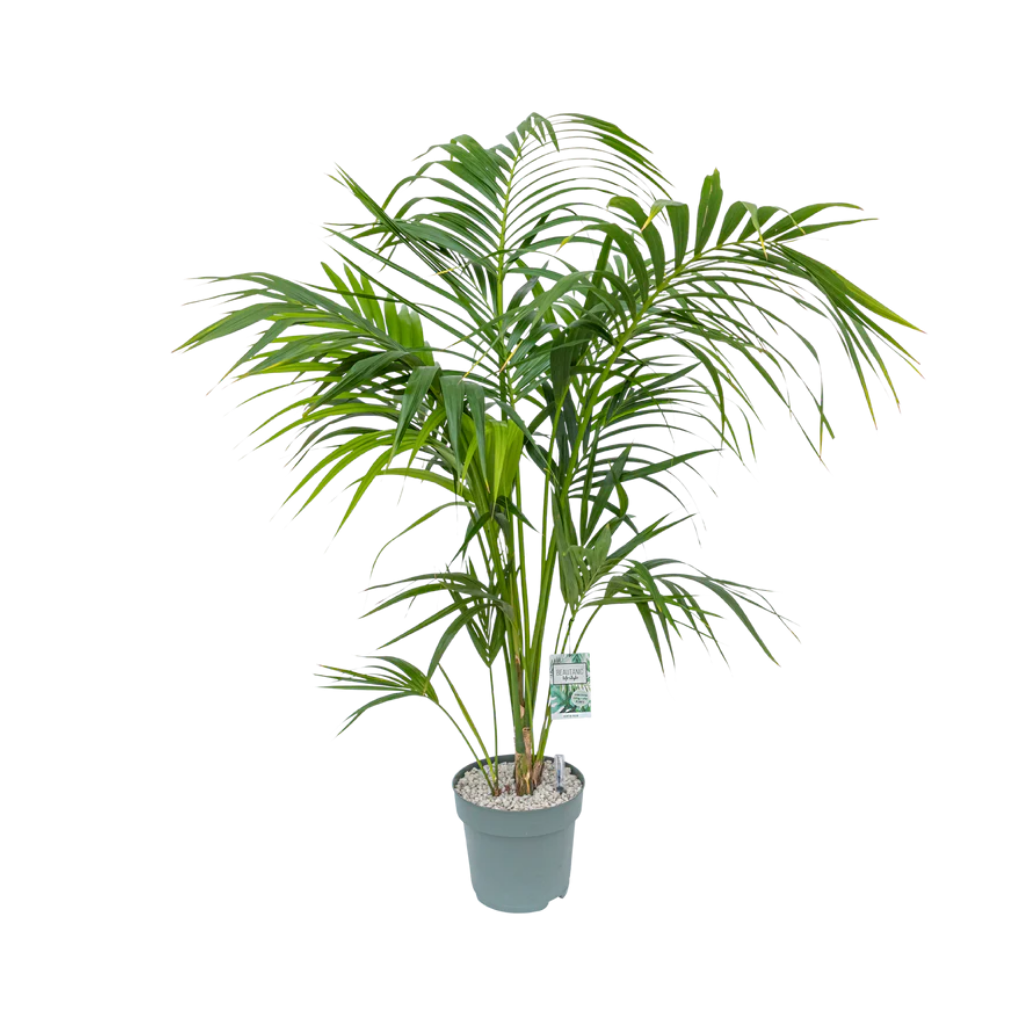 Kentia Palm (Howea Forsteriana) 130 x 27 cm