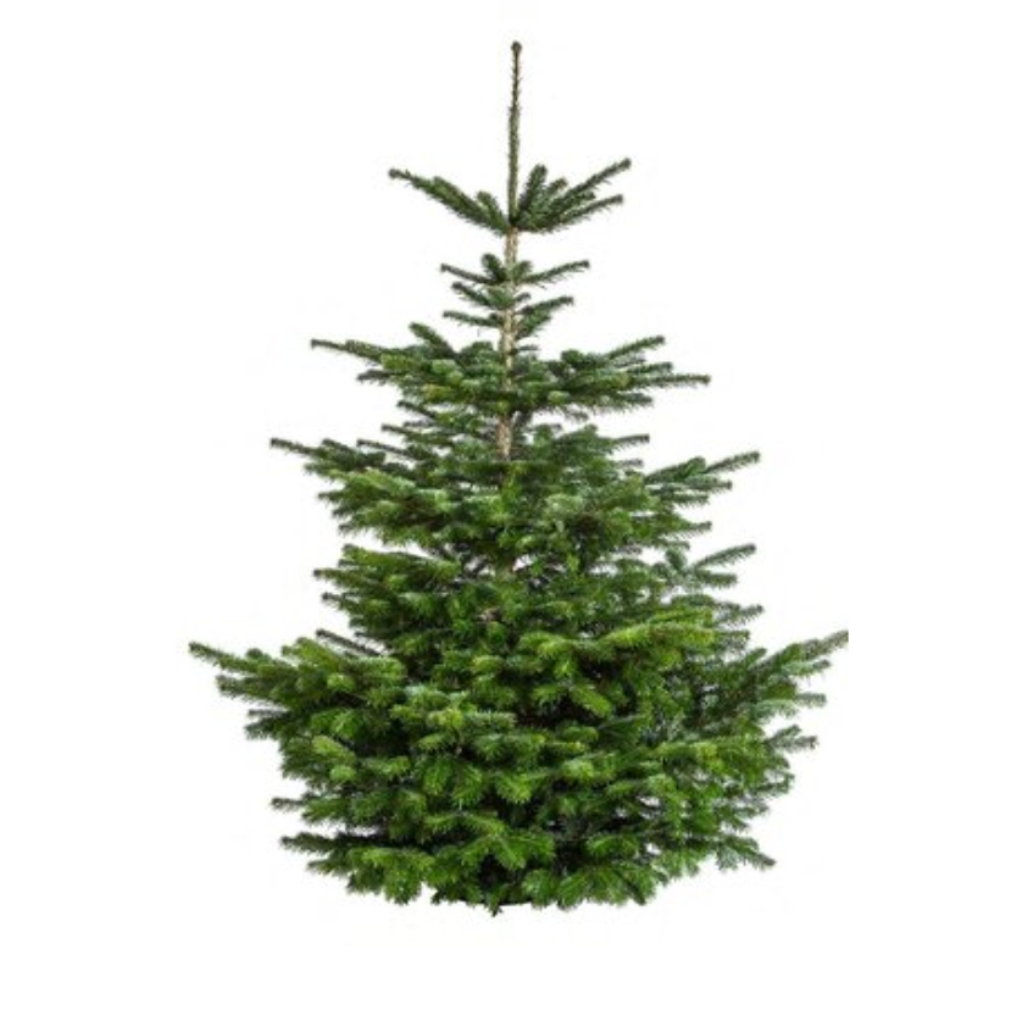 Kerstboom Nordmann gezaagd Excellent 175-200 cm