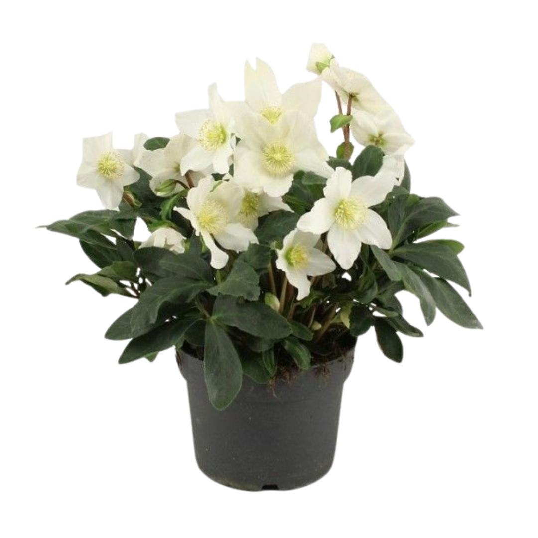 Kerstroos (Helleborus Christmas Carol) 35 cm