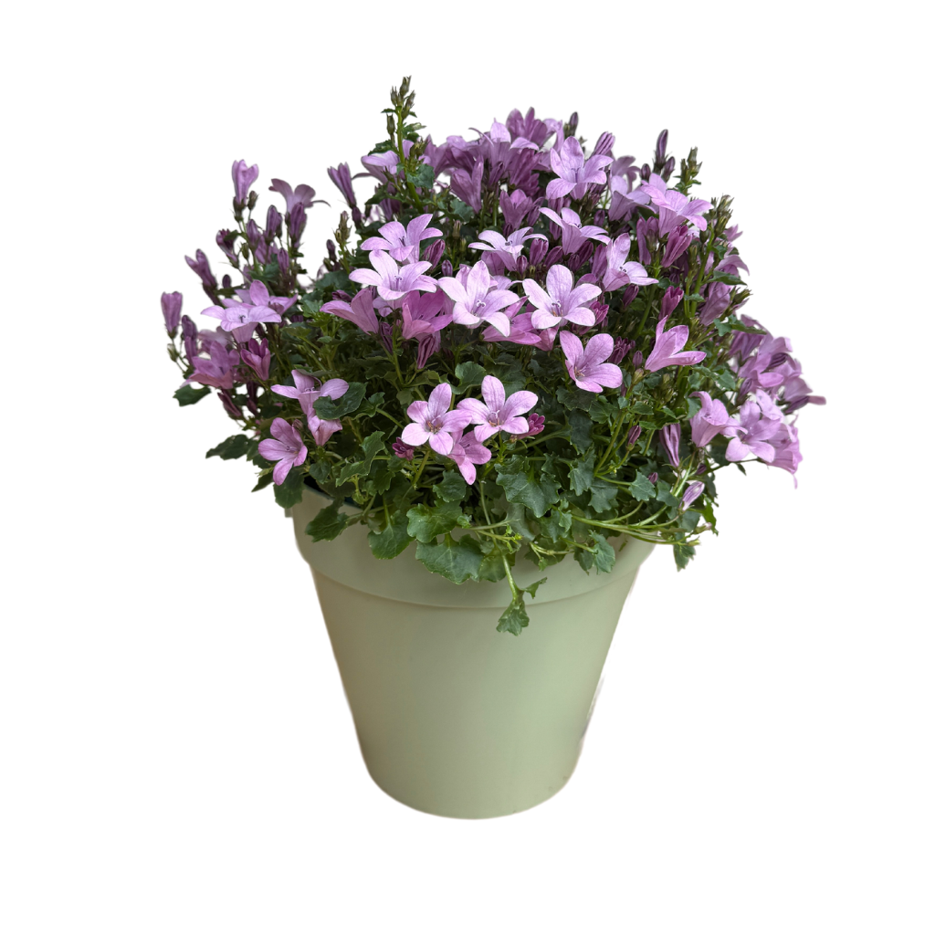Klokjesbloem (Campanula addenda) H 20 ø 10.5 cm