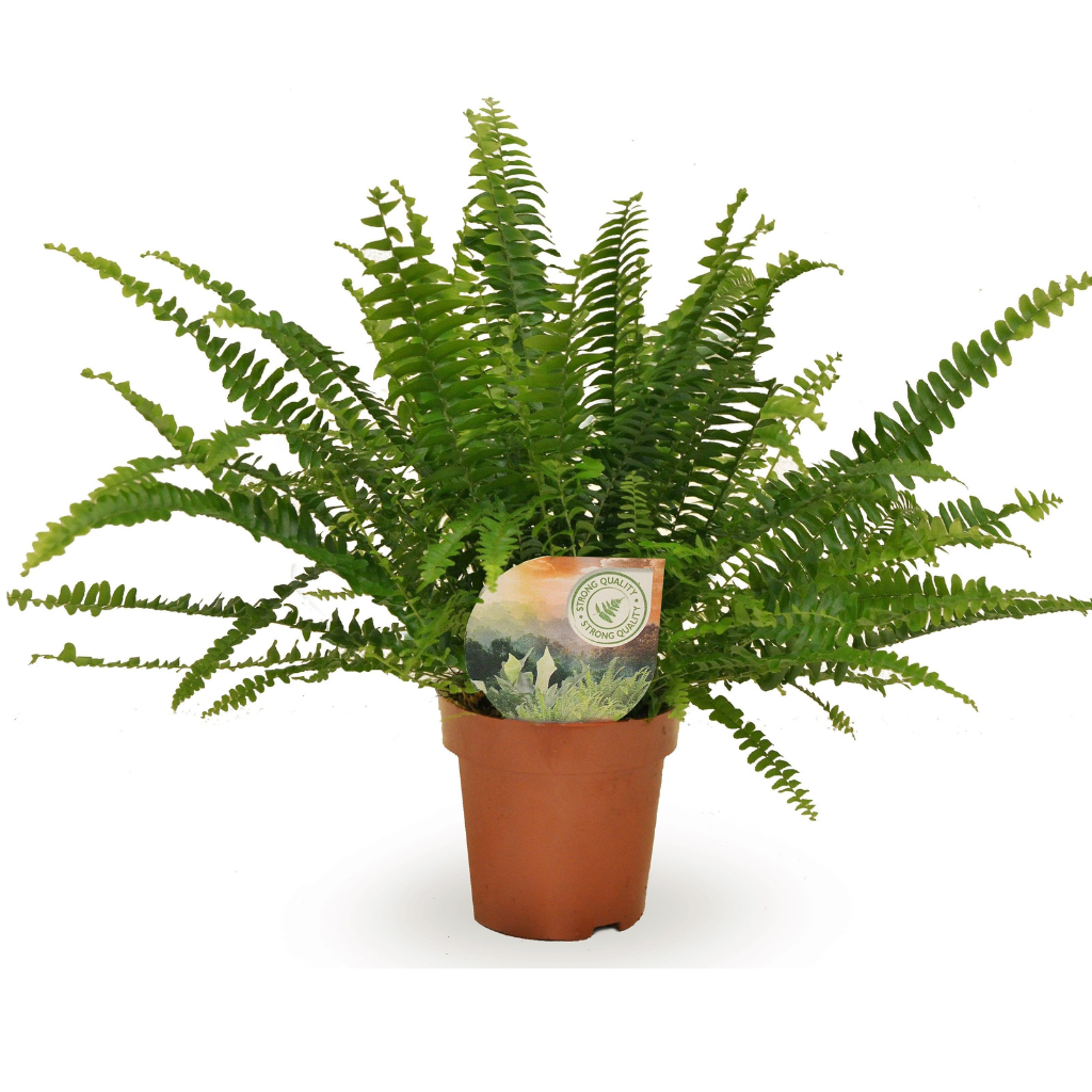 Krulvaren (Nephrolepis Green Lady) H 35 ø 12 cm