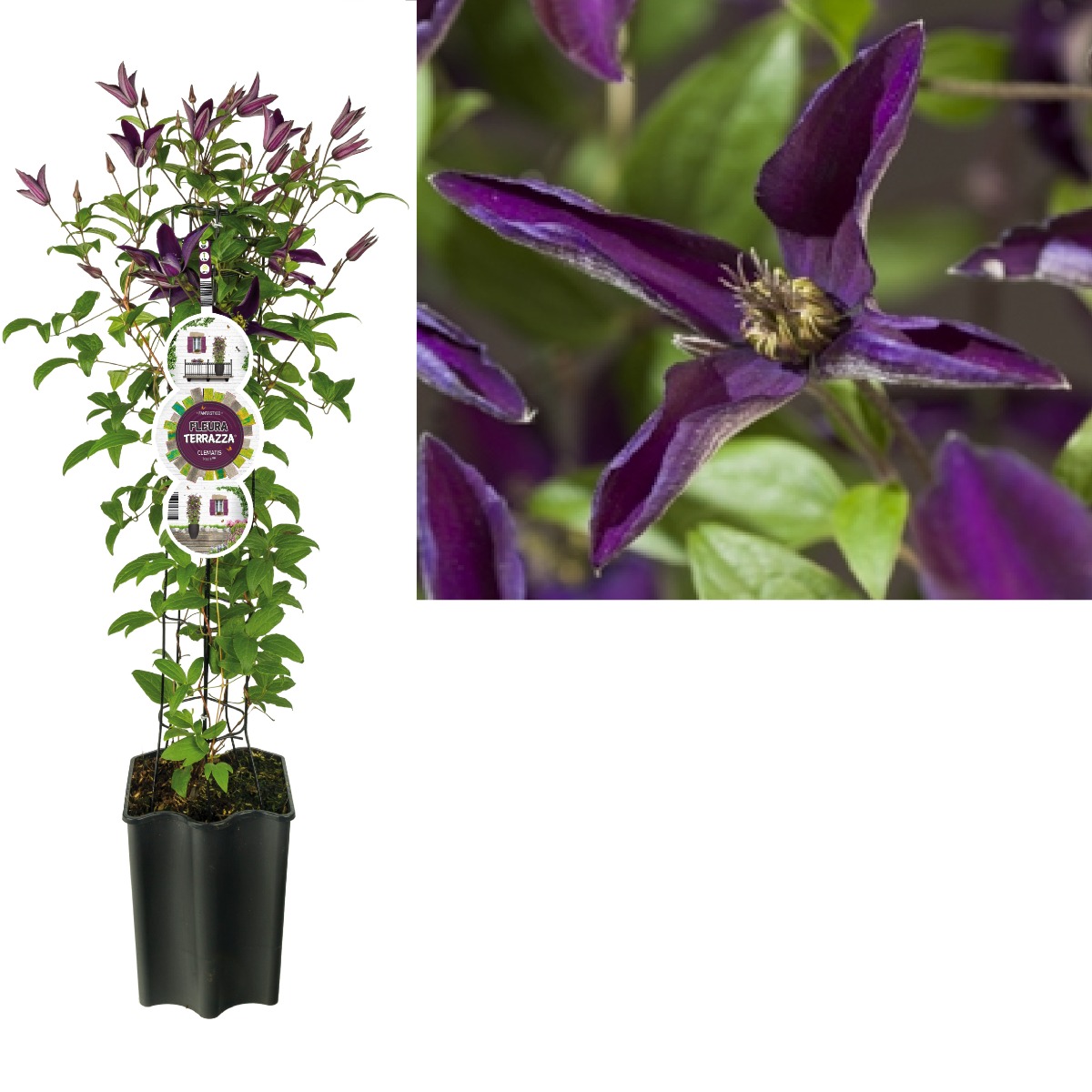 Bosrank (Clematis Noora PBR) H 80