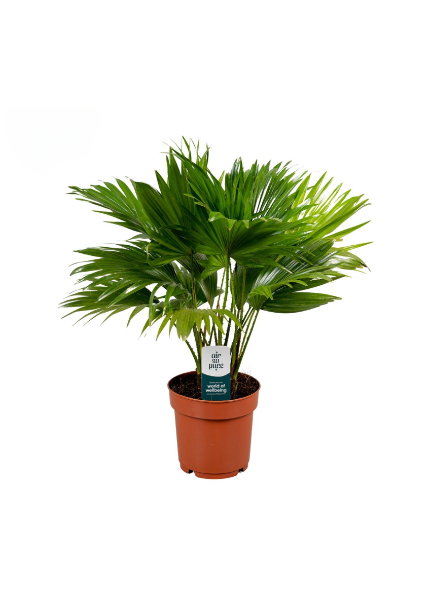 Waaierpalm (Livistona Rotundifolia) 45 x 15 cm