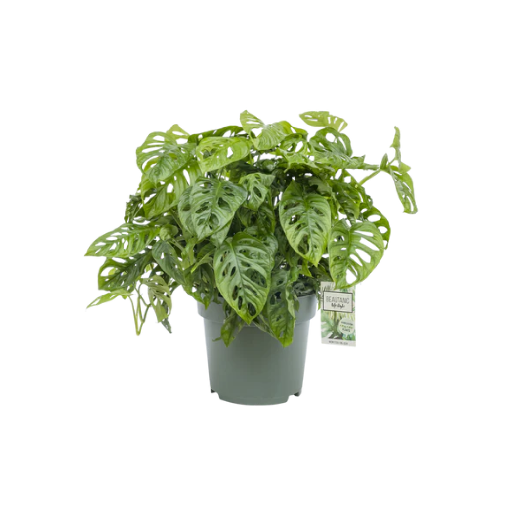 Rimpelgatenplant (Monstera Obliqua) 60 x 27 cm