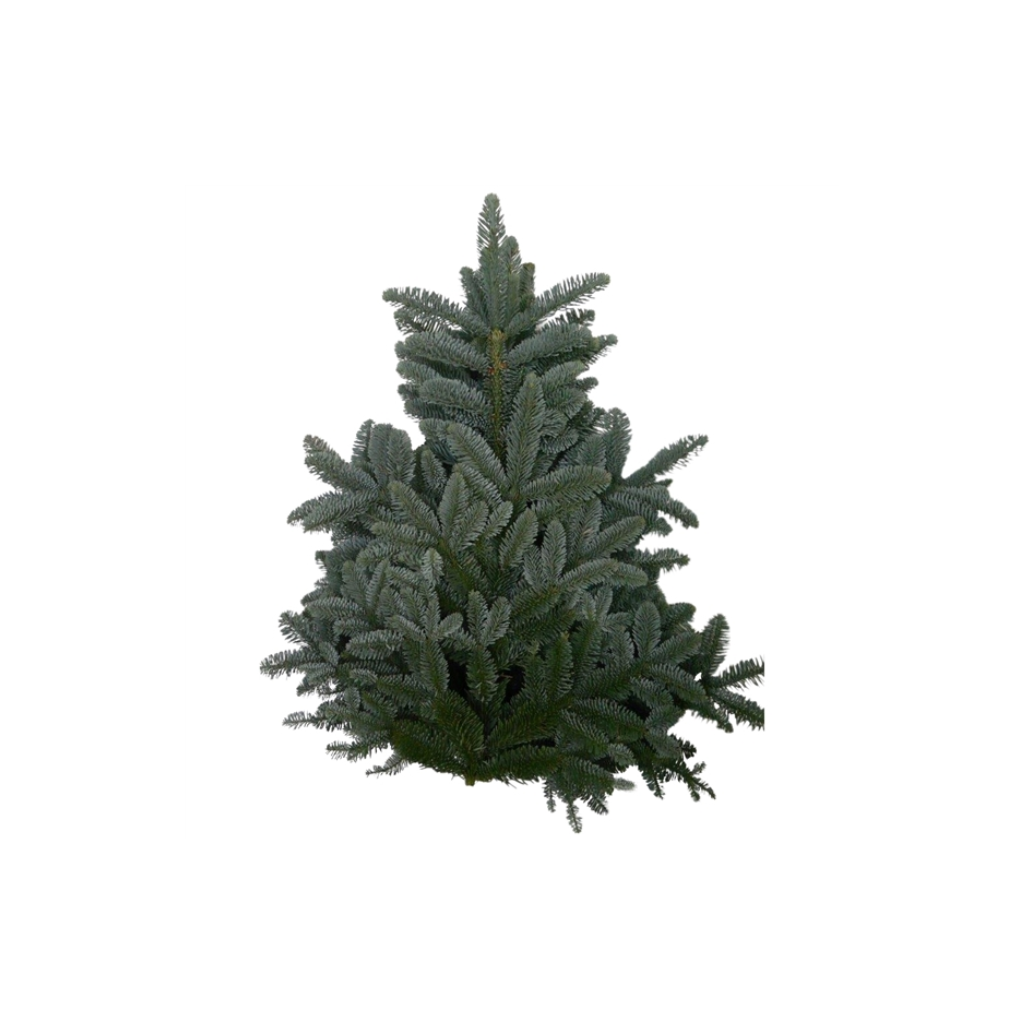 Nobilis pak 5 kg Kerstgroen