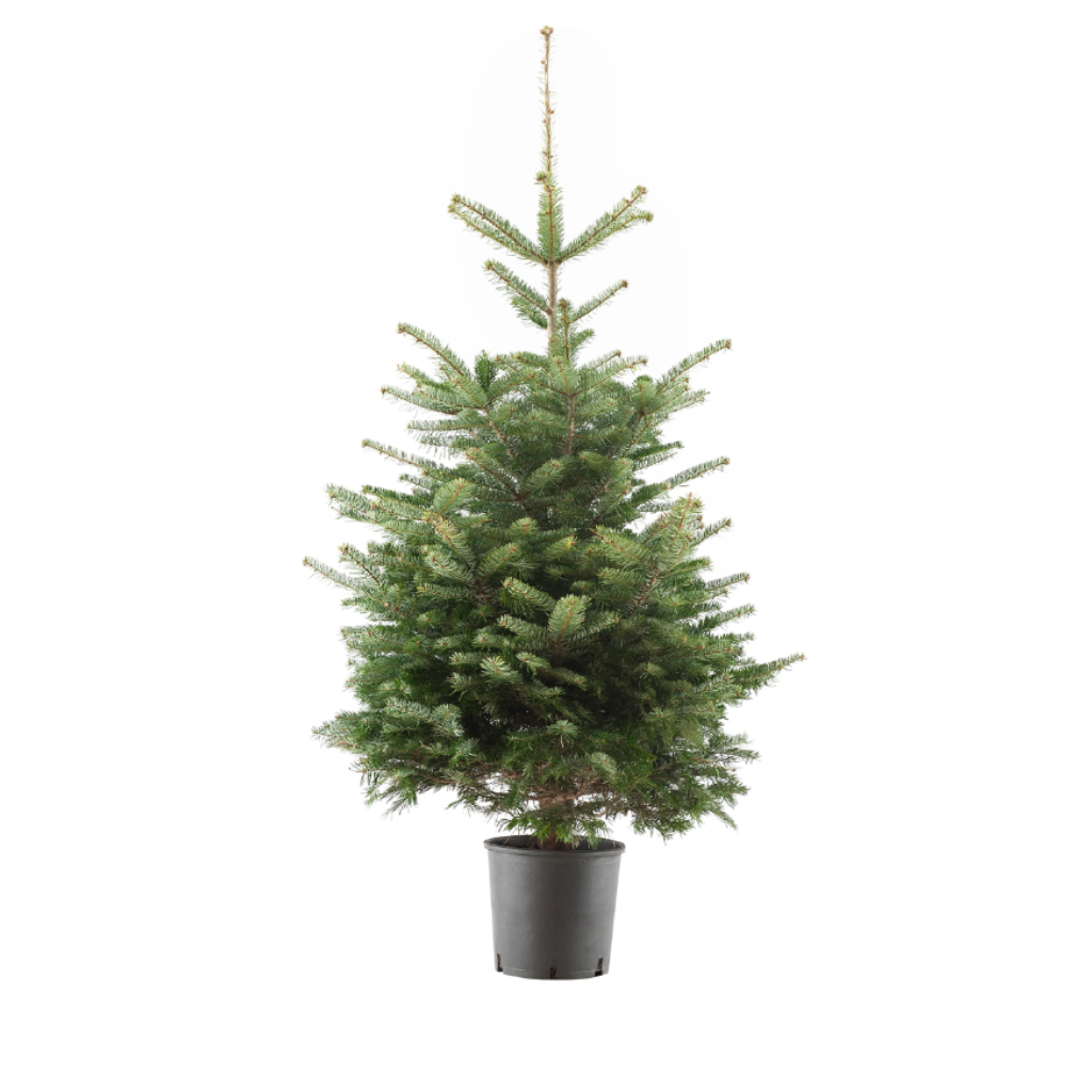 Kerstboom Nordmann 125-150 cm in pot