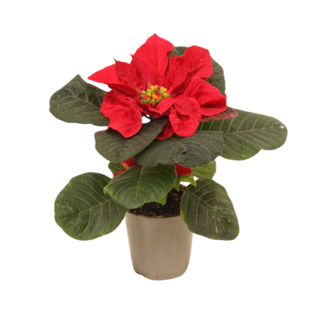 Kerstster mini (Euphorbia Pulcherrima) Christmas Mouse 12 cm