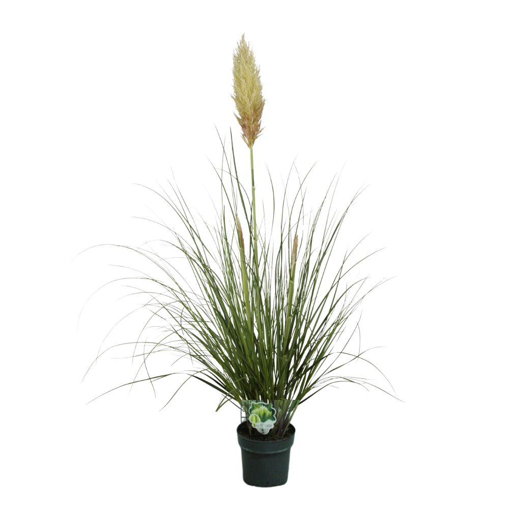 Pampasgras (Cortaderia Selloana Pumila) 140 cm