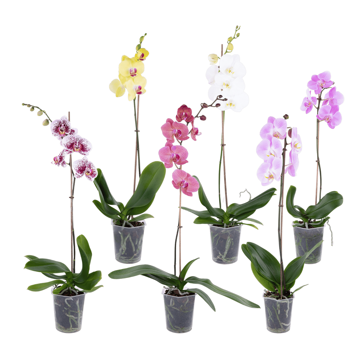 Vlinderorchidee (Phalaenopsis) H 50 ø 12 cm