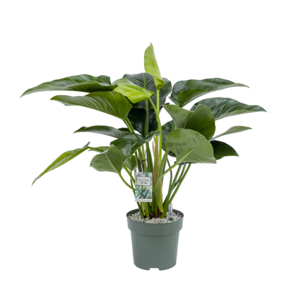 Philodendron Green Beauty 110 x 30 cm