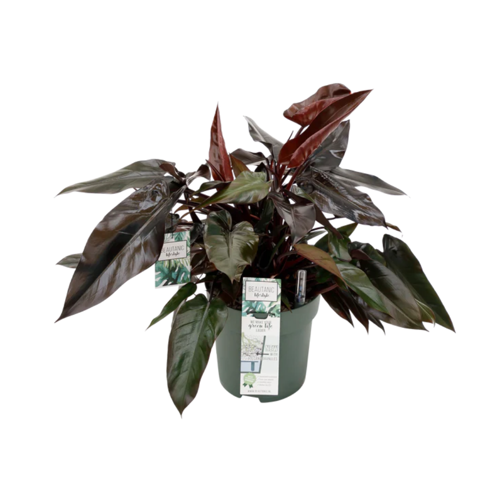 Philodendron Lisa 90 x 27 cm