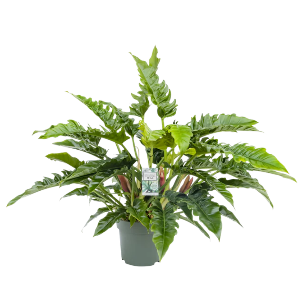 Philodendron Rambo (Philodendron Narrow Escape) 65 x 27 cm
