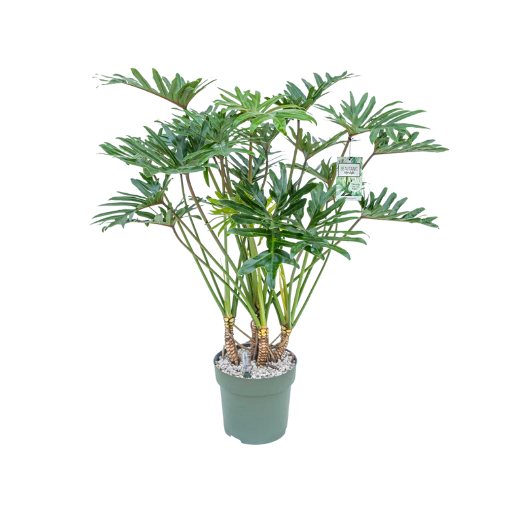 Philodendron Xantal 120 x 30 cm
