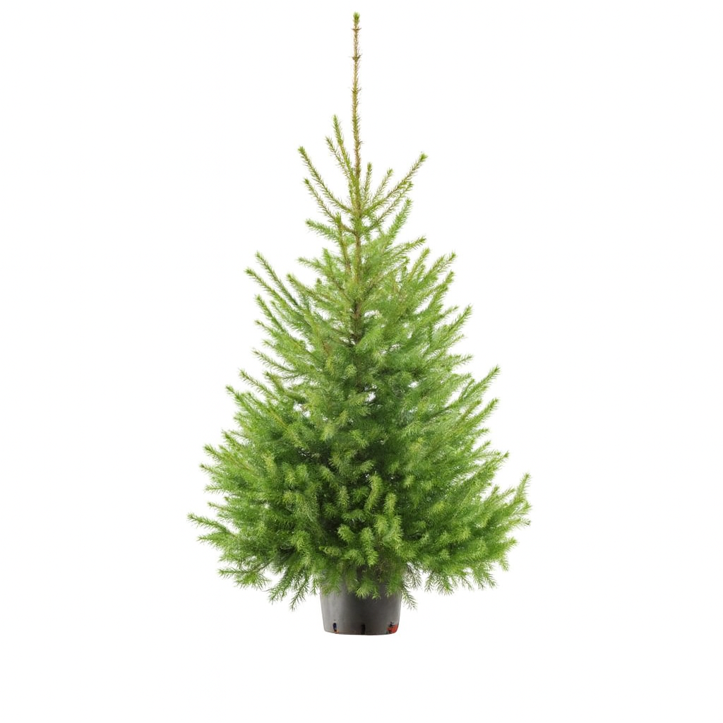 Kerstboom Picea Omorika 100-125 cm in pot