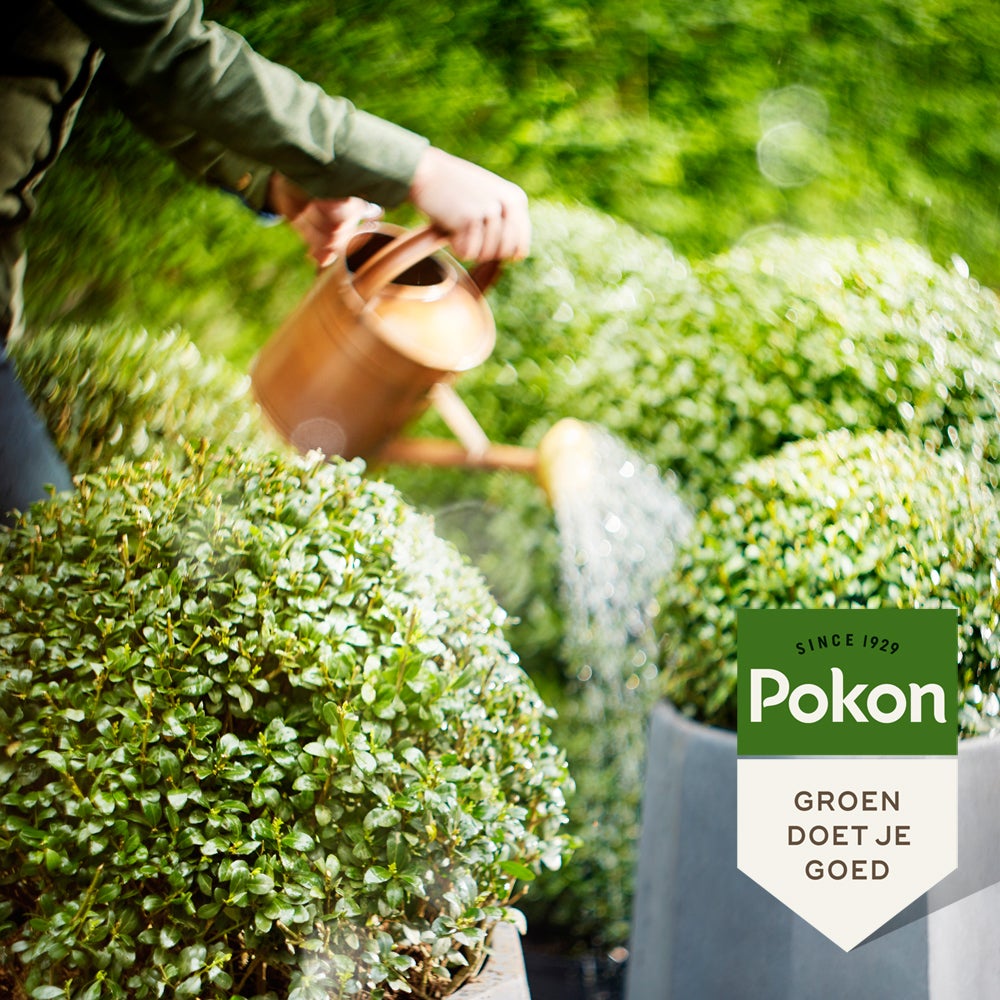 Pokon Bio Ilex & Buxus Voeding 500ml