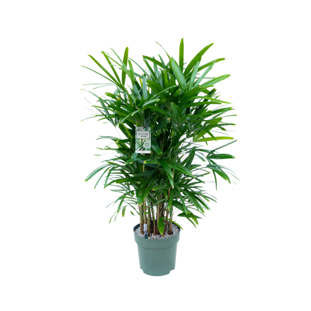 Bamboepalm (Rhapis Excelsa) 80 x 24 cm