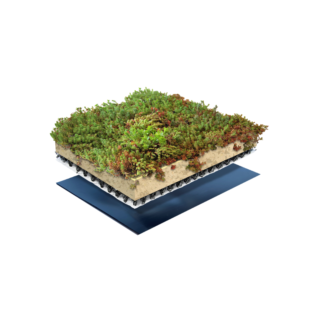 Sempergreen Place ’n go® Sedumtray