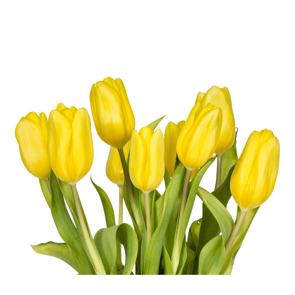 Tulpen (Tulipa) 10 stelen per bos