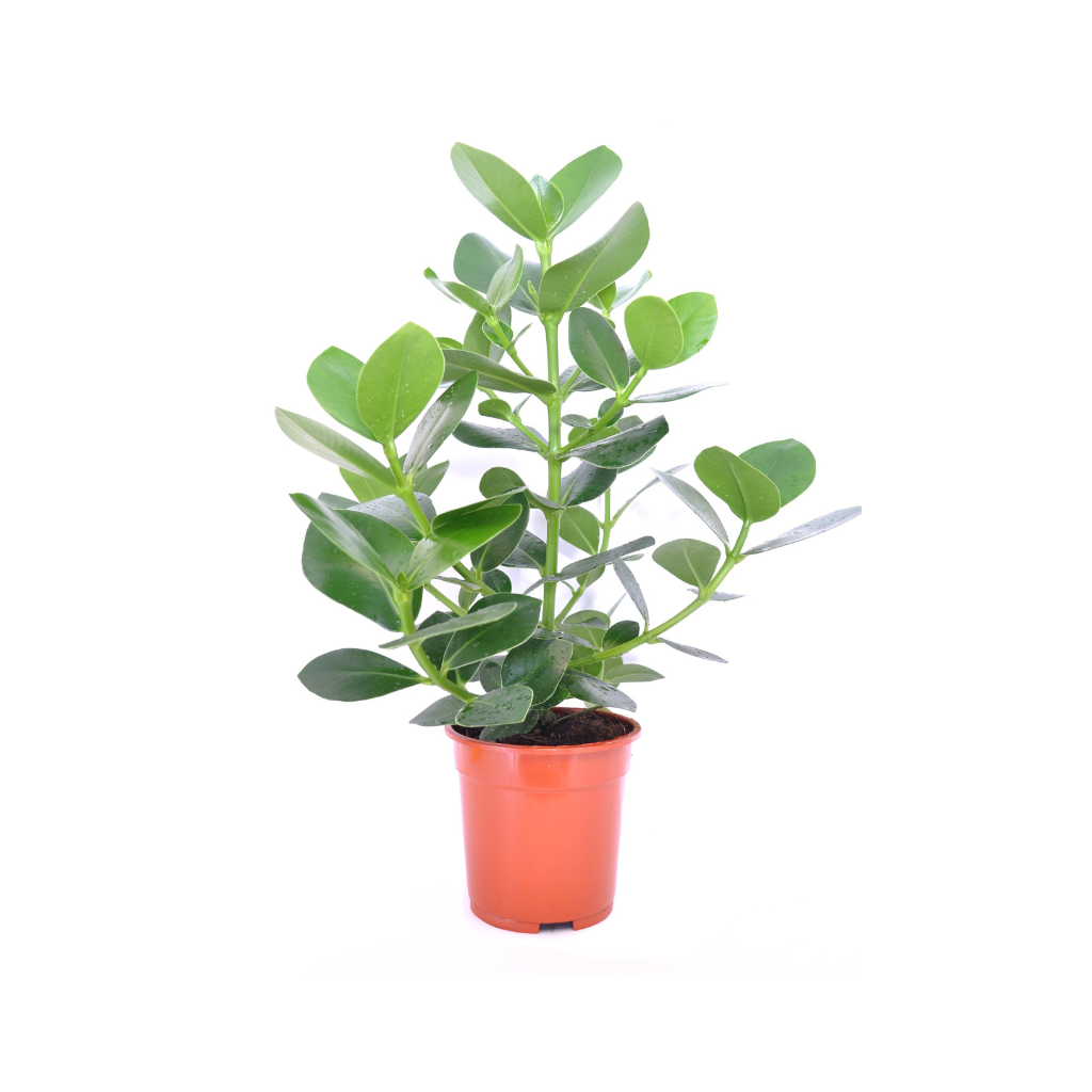 Varkensboom (Clusia Rosea Princess) 12 cm