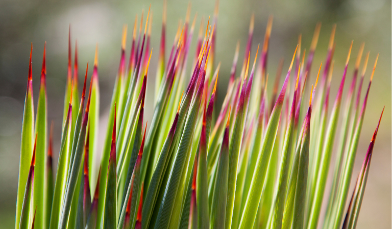 Top 10 siergrassen voor in de tuin