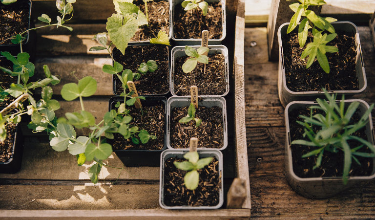 Jonge moestuinplantjes in kleine potjes op een houten kweektafel